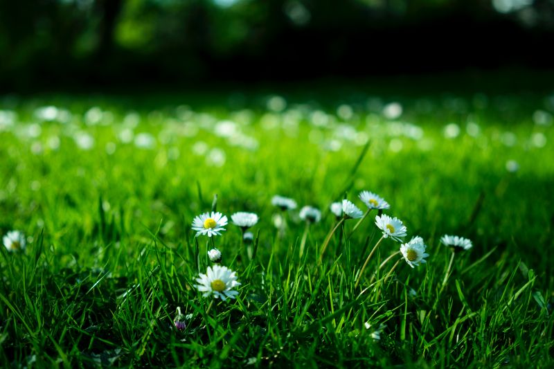 daisies in lawn